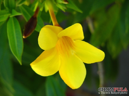 allamanda.JPG