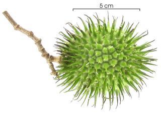 Allamanda_cathartica_immature-fruit,I_SP99.jpg