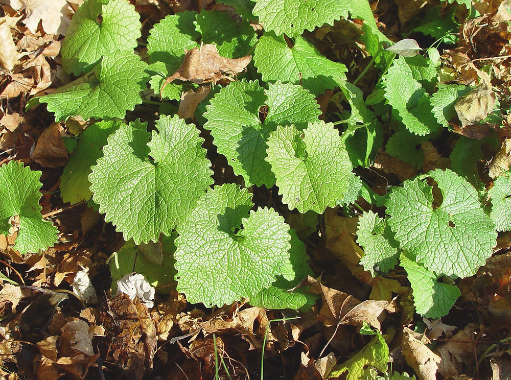 alliaria-petiolata-le-ahaines.jpg