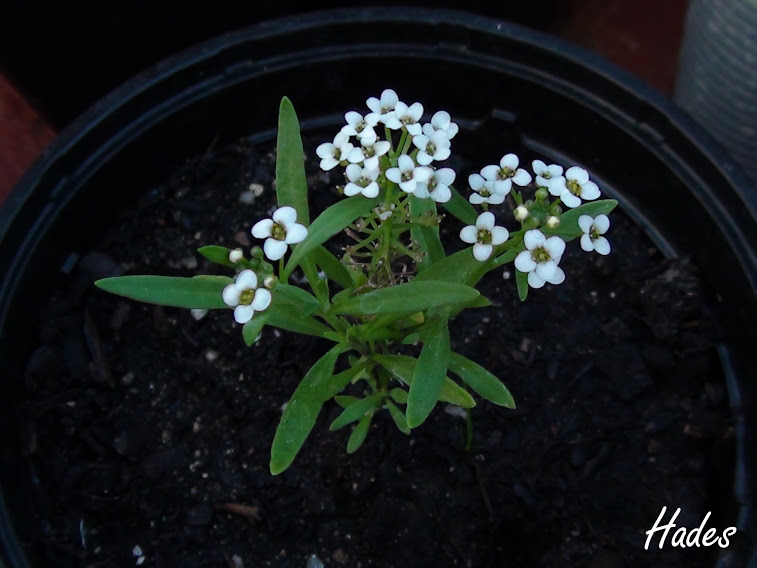 allisum+maritimo.jpg