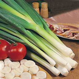 allium-fistulosum-cebolletas-2.jpg
