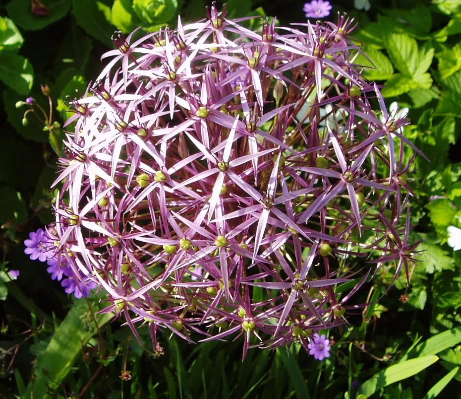 Allium.jpg