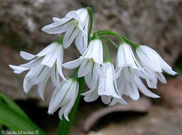 allium.jpg