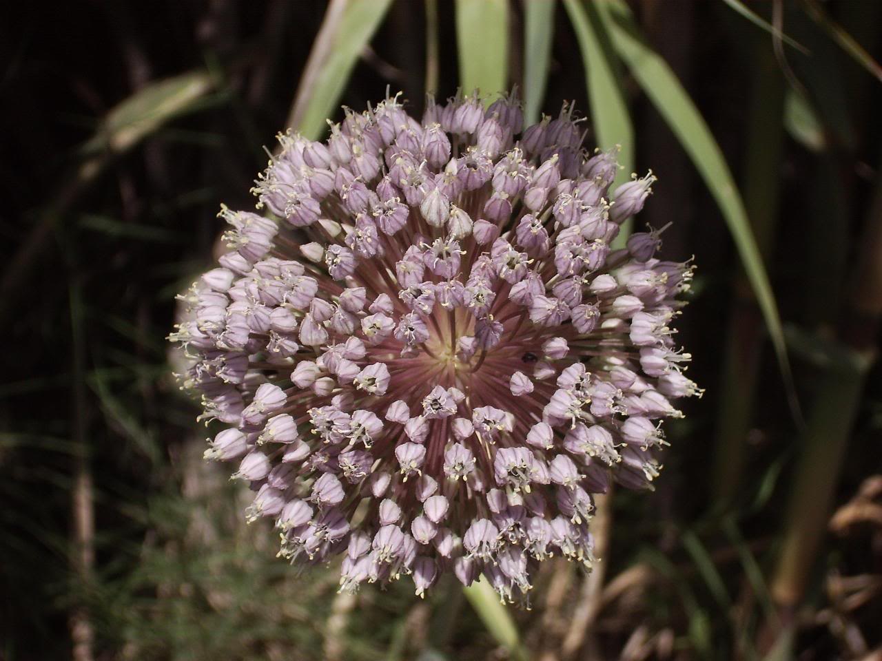 Allium.jpg