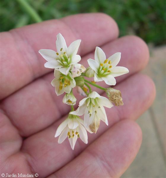 allium-murillo3.jpg
