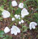 allium neapolitanum.jpg