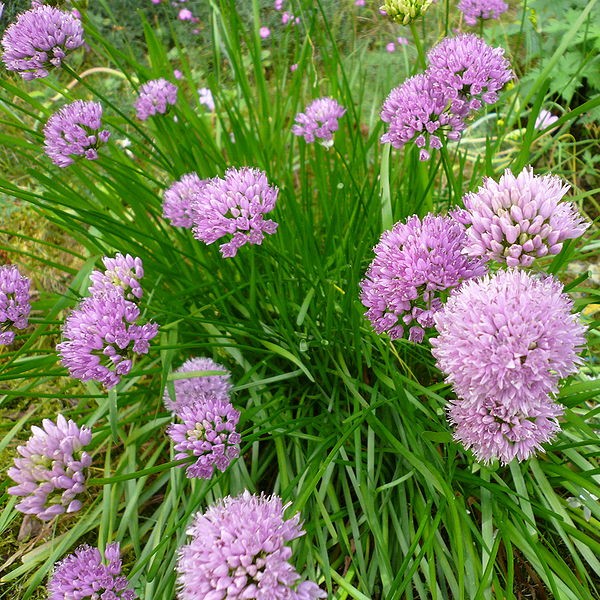 Allium-Ornamental-Onion-Senescens-Wikipeadia-Attribute-to-Meneerke-bloem.jpg