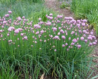 allium-schoenoprasum.jpg