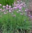 allium-schoenoprasum.jpg