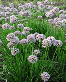 allium-summer.jpg