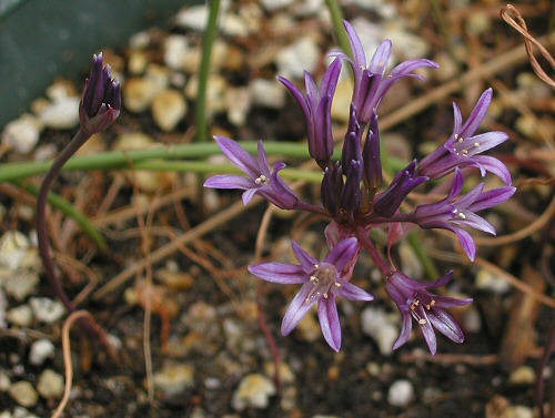 Allium_abramsii_msi.jpg