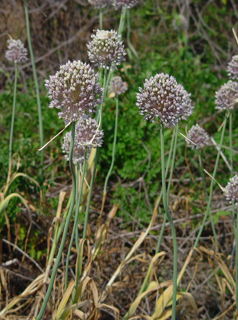 Allium_ampeloprasum_plant.jpg