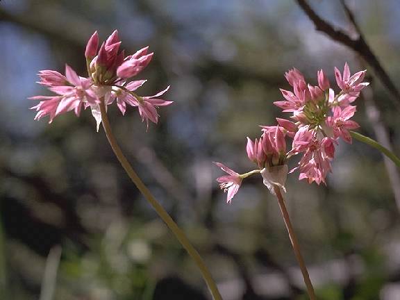 Allium_campanulatum_1.jpg