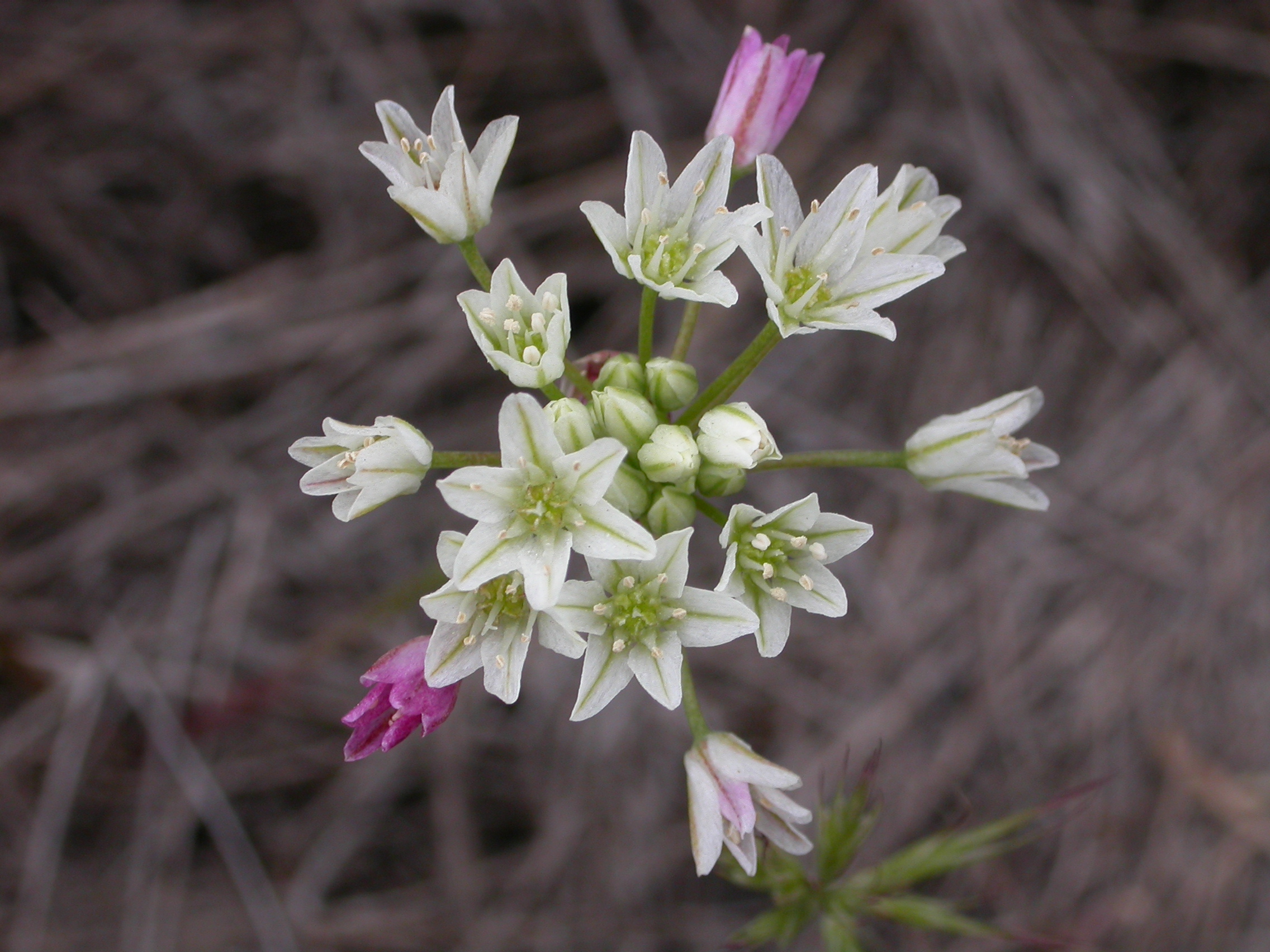 Allium_munzii_flowers.jpg