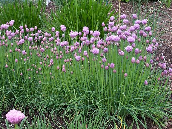Allium_schoeno_Curly_Mauve_fresh_flws.jpg