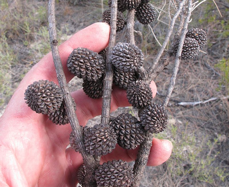 Allocasuarina+huegeliana++010.jpg