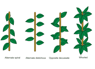 ally-exhibits-opposite-decussate-phyllotaxy-but-can-also-exhibit-alternate-or-whorled-phyllotaxy.gif