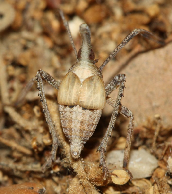 Almana%20sp.jpg