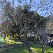 almendro-2021-02.jpg