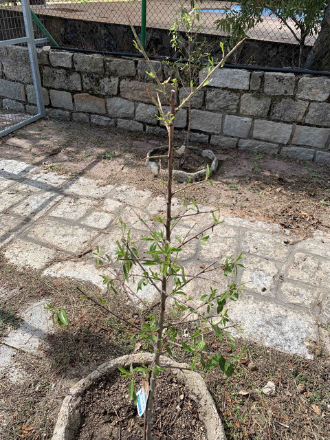 almendro-2021-03.jpg