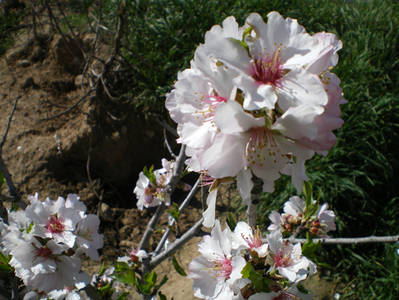 almendro2.jpg