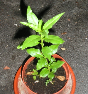 almendro_dudoso.jpg