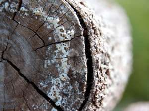almendros-300x225.jpg