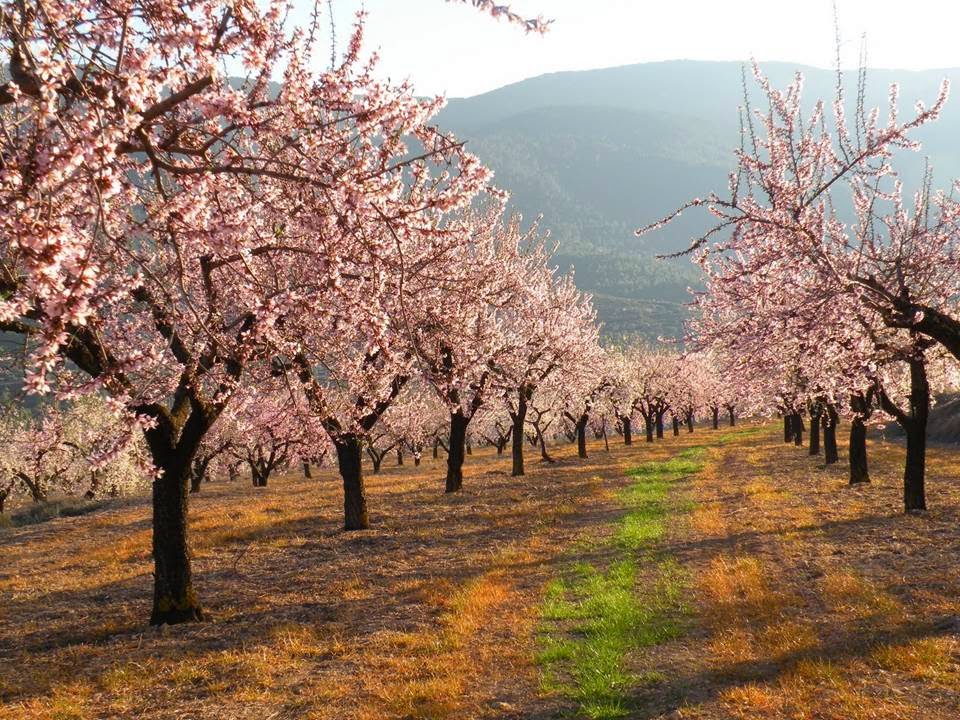 almendros.jpg