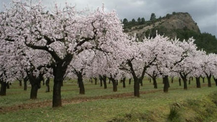 Almendros_EDIIMA20160907_0557_18.jpg