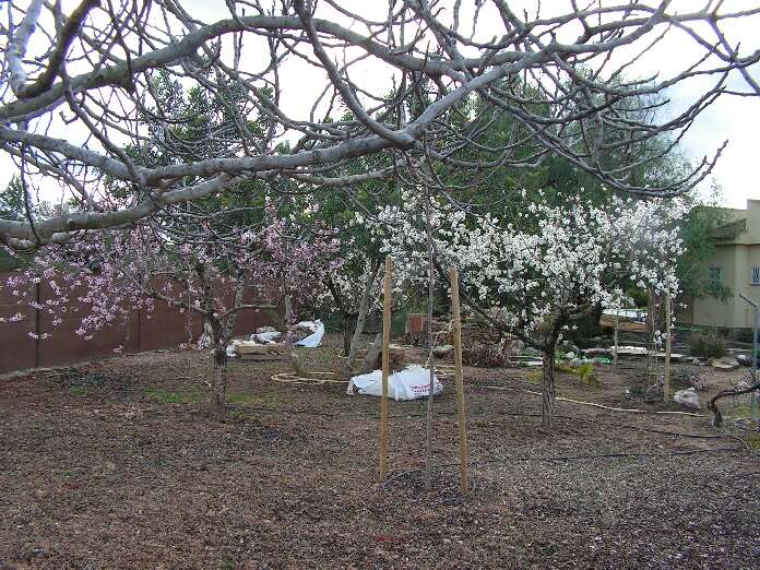 almendrosflor.jpg