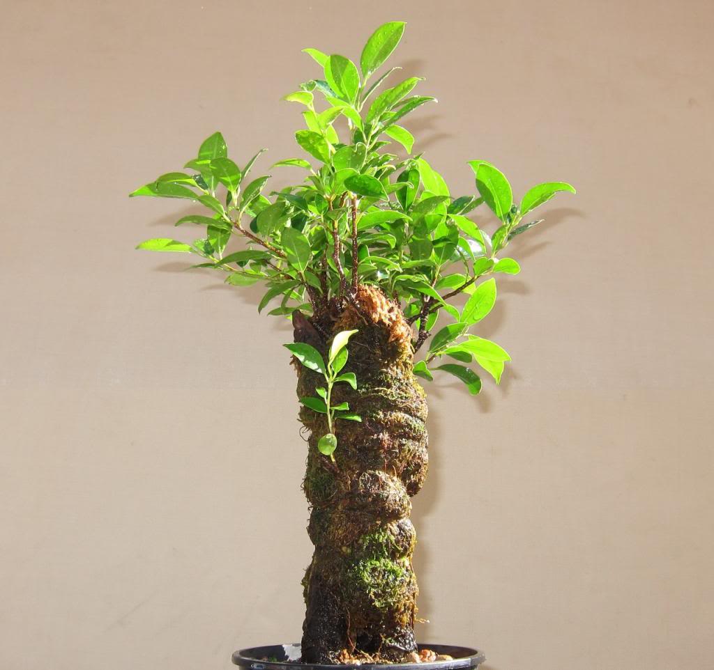 almendruco2_zps3a35d986.jpg