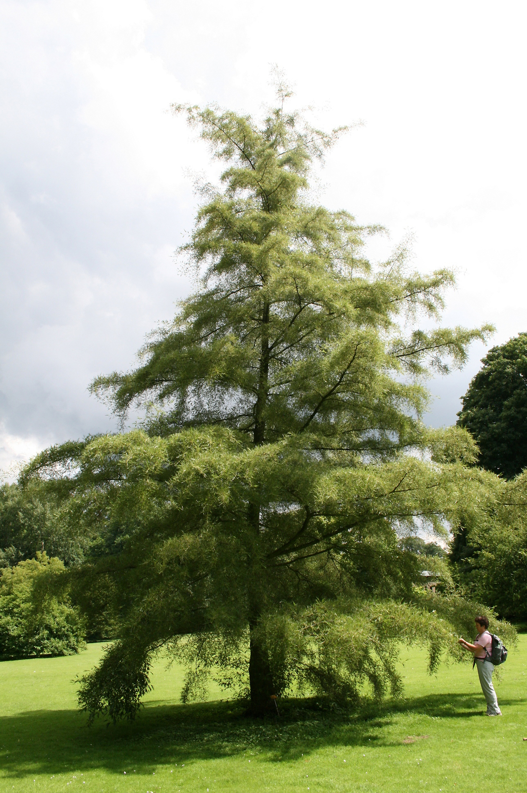 Alnus_glutinosa_'Imperialis'_JPG1Aa.jpg