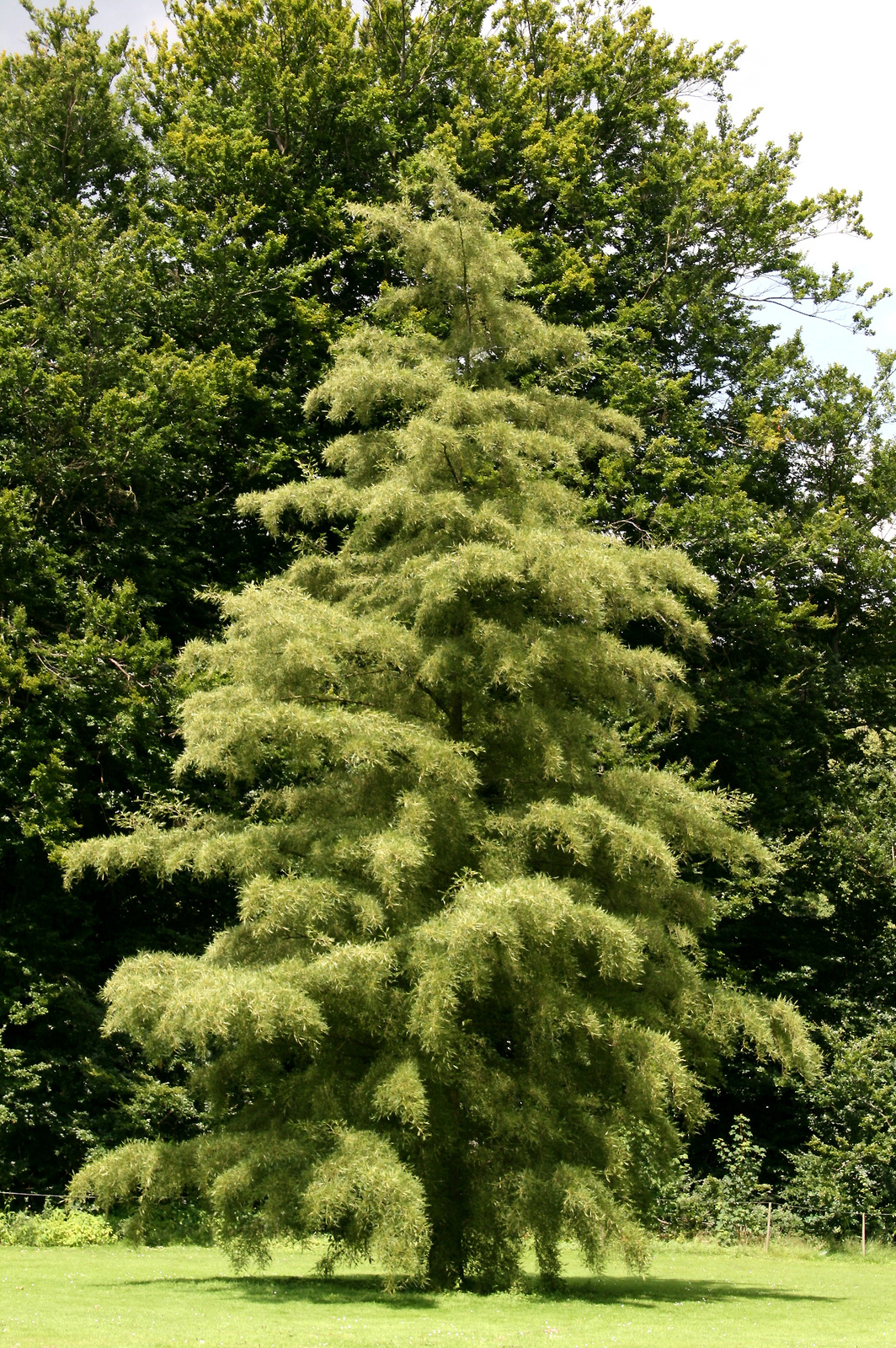 Alnus_glutinosa_'Imperialis'_JPG1Ab.jpg