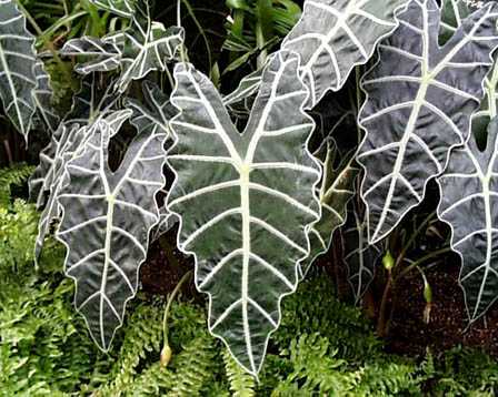 alocasia-amazonica.jpe