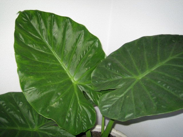 Alocasia-Colocasia.JPG