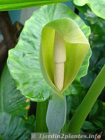 alocasia-fleur.jpg