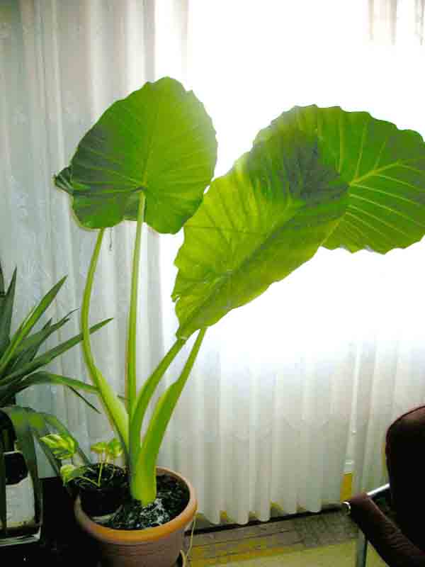 alocasia.jpg