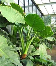 alocasia-macrorrhiza.jpg