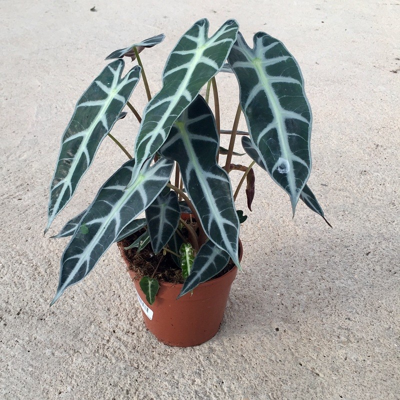 alocasia-polly-bambinoc-14.jpg