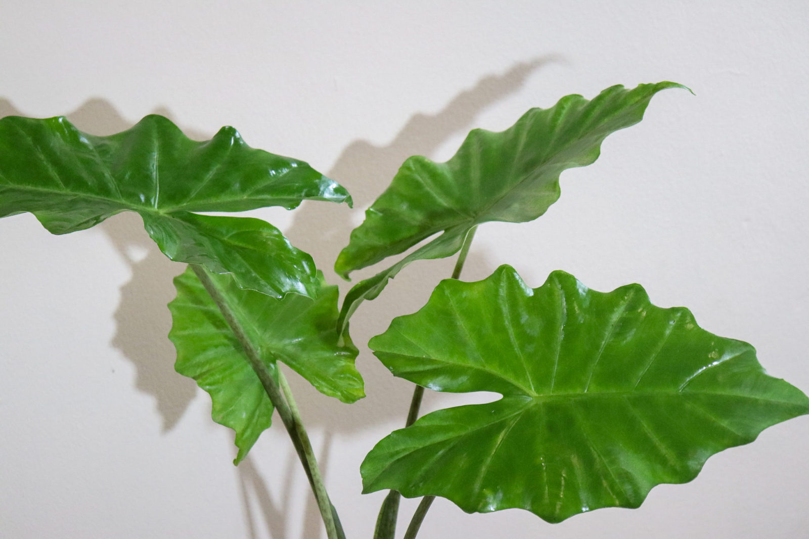 Alocasia-Portodora.jpg