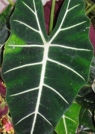 Alocasia sp..JPG