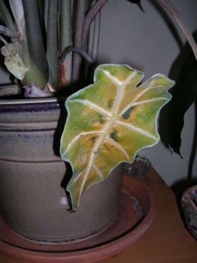 Alocasia01.JPG