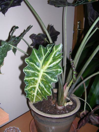 Alocasia02.JPG