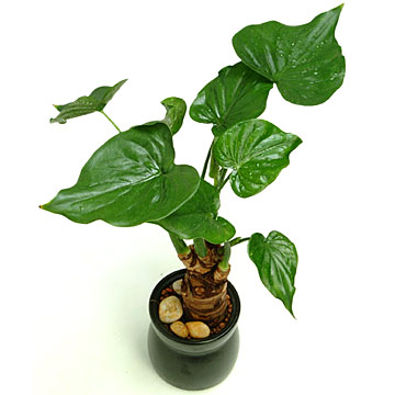 Alocasia_Cucullata.jpg
