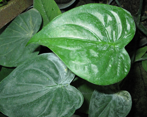alocasia_cucullata3.jpg