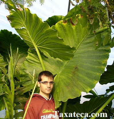 alocasia_macrorhiza.JPG