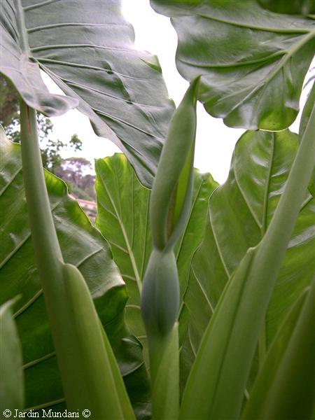 alocasiamacrorrhiza.jpg