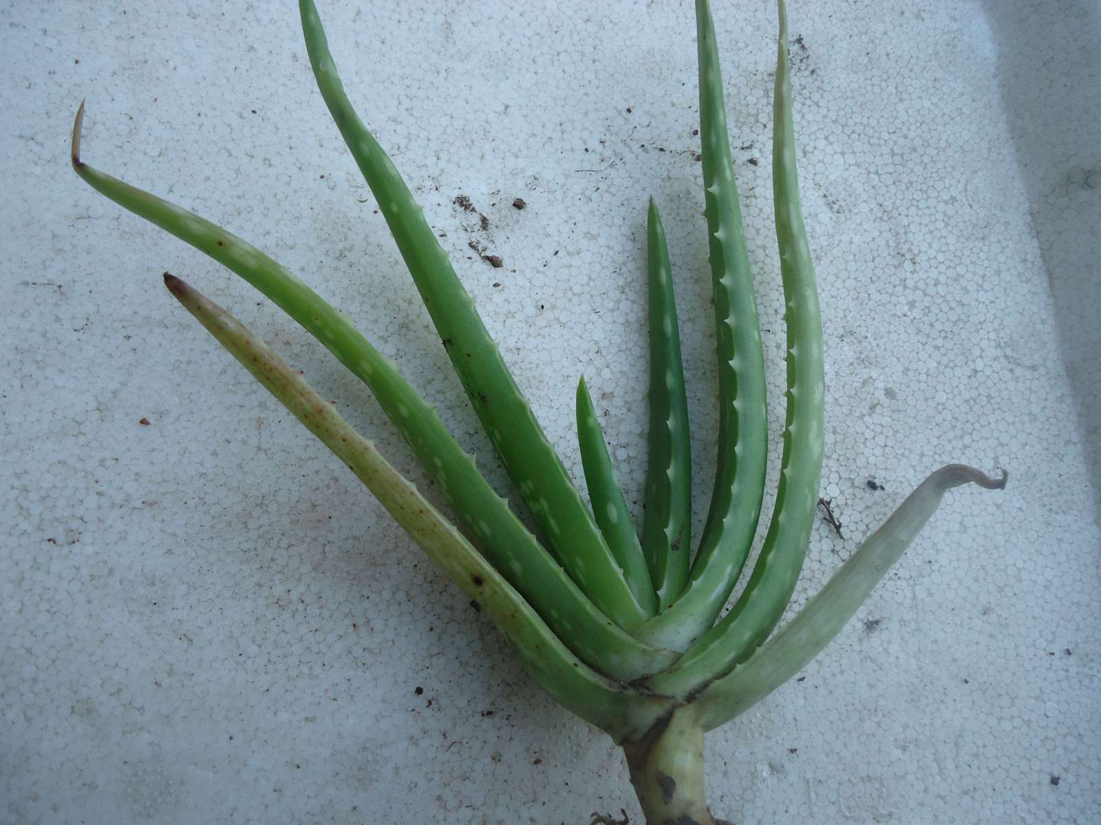 aloe-1.jpg
