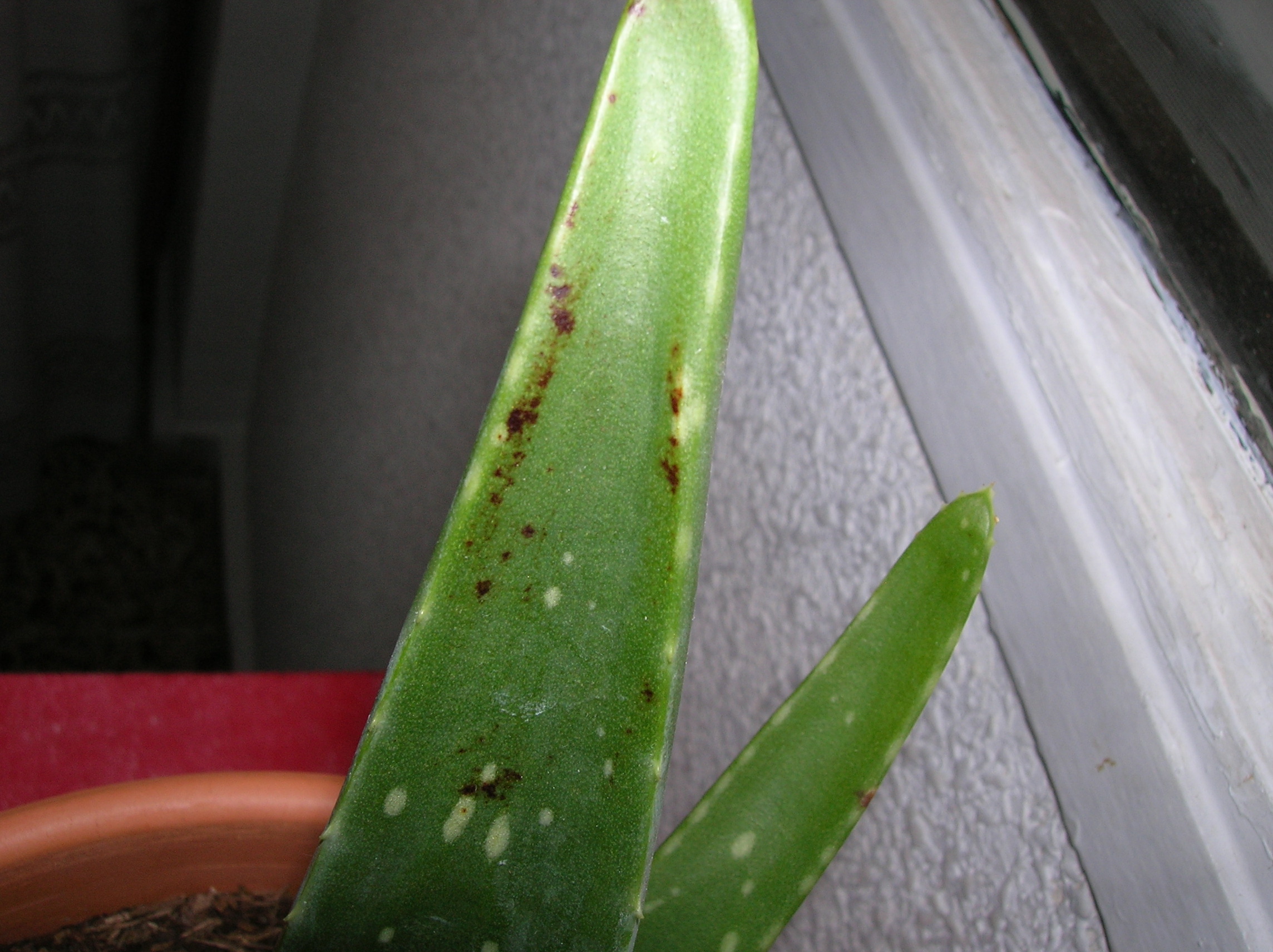 aloe-17d731d.jpg