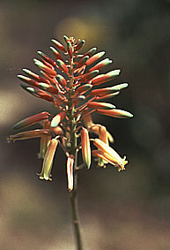 Aloe%20delaetii%20flower.jpg